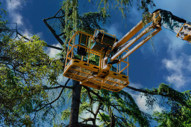 Best Commercial Tree Services  in Phoenix Lake, CA